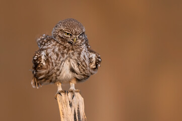 Little owl ( Athene noctua ) close up