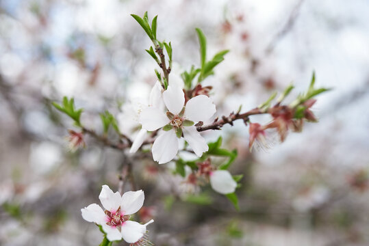 Beautiful light photo of blooming almond tree
