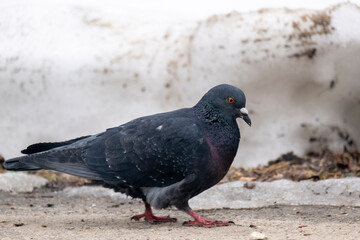 portrait of a common pigeon, spring day, the snow has almost melted, the pigeon is walking along the asphalt path from left to right