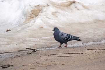 portrait of a common pigeon, spring day, the snow has almost melted, the pigeon is walking along the asphalt path from left to right