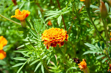 marigolds orange color flower on natural background