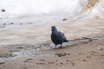 portrait of a common pigeon, spring day, the snow has almost melted, the pigeon is walking along the asphalt path from left to right