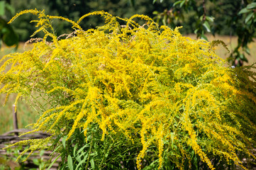 yellow color flower of goldenrods or solidago flowering plant