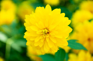 yellow chrysanthemum flower on natural background. macro