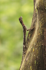 Obraz premium lizard nature dragonfly tree tropics