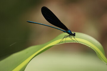 lizard nature dragonfly tree tropics