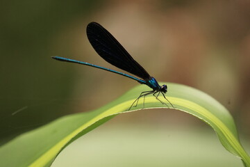 lizard nature dragonfly tree tropics