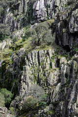 oaks in the slate mountains of Las Hurdes