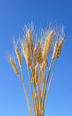 Rye on a blue sky background
