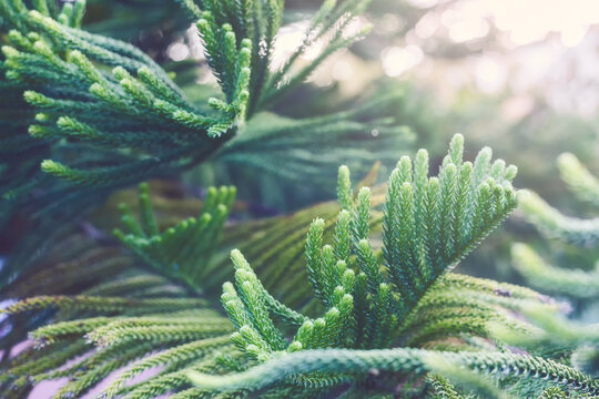 Norfolk Island pine.