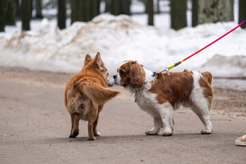mongrel dog approached a thoroughbred dog Cavalier King Charles Spanielon a leash, she has long brown hair, they are both short, asphalt path, spring day