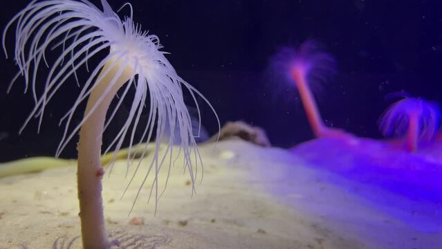 Tube anemones Scavenging for food