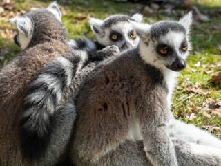 Obraz premium Lemuren