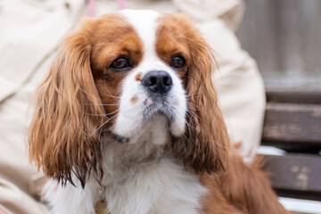 portrait dog breed Cavalier King Charles Spaniel on a colored leash walks in the park on a cloudy spring day, the snow has not completely melted