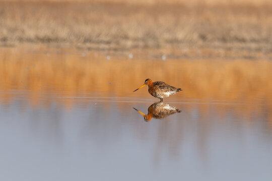 Black-tailed godwit - Limosa limosa on the lake