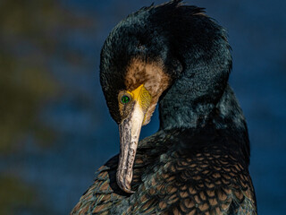 Kormoran
