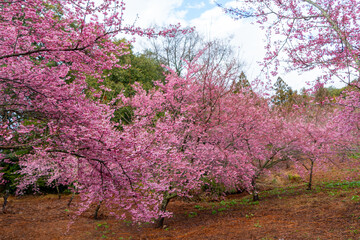 Obraz na płótnie Canvas Beautiful pink cherry blooms (sakura tree) in the park.