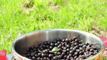 Seasonal harvest of chokeberry. Small business harvesting, cooking and gardening concept 