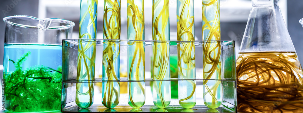 Wall mural banner background of alga biotechnology research, algae experiment researching in laboratory for using in biofuel energy industrial, sustainable development production of biodiesel industrial system