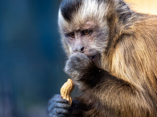 Affe