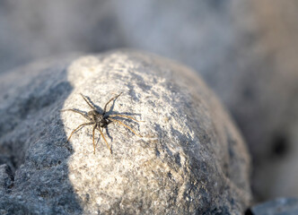 pardosa milvina on top a rock near a river in la spezia