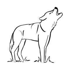 Linear drawing of a howling wolf. Silhouette of a wild animal. Dog, coyote, werewolf. Simple abstract sketch, black outline, isolated on white background. Vector illustration. Head up, mouth open