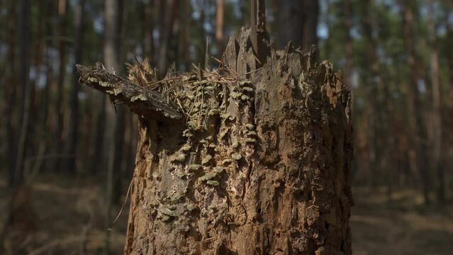Tree damaged by bark beetle. The remains of a tree after a bark beetle. insects crawl on a dead tree