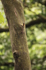 lizard nature dragonfly tree tropics
