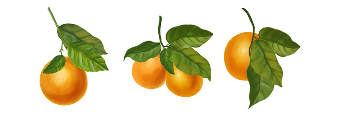 Set of watercolor illustrations of oranges. Hand drawn blooming oranges tree branches, flowers and oranges 