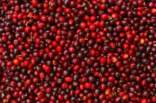 close up of fresh coffee beans for background                                                                                