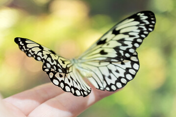 Delicate butterfly sitting on human hand close up, blurred background