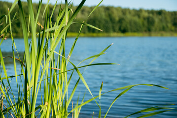 long green reed leaves growing at river bank in summer