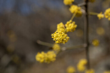 Yellow Dogwood twig blooming in spring close -up with background blur. Spring season. Sunny day. Spring joy