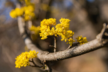 Yellow Dogwood twig blooming in spring close -up with background blur. Spring season. Sunny day. Spring joy