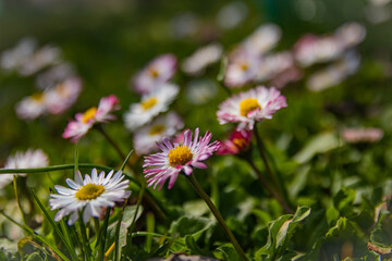 Spring Daisies  with bokeh , lens flare and soft focus.  Beautiful natural background  elegant gentle tender artistic image
