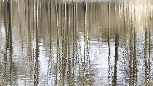 LUSTRZANE ODBICIA DRZEW W WODZIE. RUCHOME TŁO Z LUSTRZANYM ODBICIEM DRZEW W WODZIE.