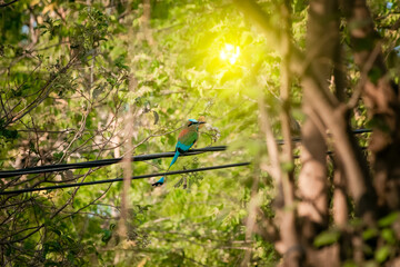 Guardabarranco birds on a branch, National bird of Nicaragua on a branch, Guardabarrancos on a branch, momotidae bird