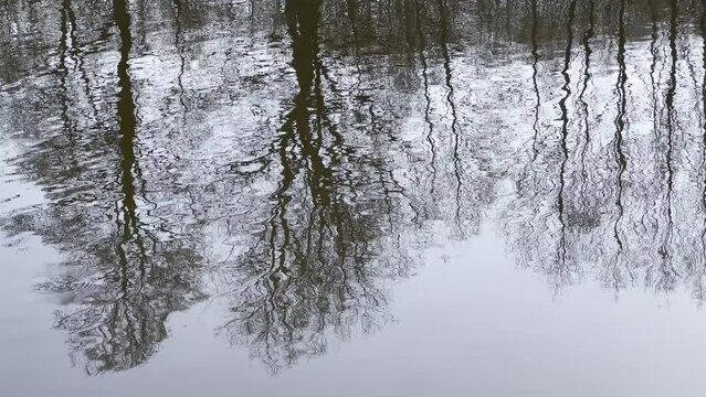 LUSTRZANE ODBICIA DRZEW W WODZIE. RUCHOME TŁO Z LUSTRZANYM ODBICIEM DRZEW W WODZIE.