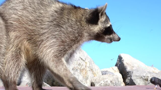 A close up of raccoon running wild and free in the harbor of Tampico, Veracruz, Mexico