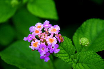 purple white grass flower that looks blooming