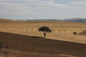 Obraz premium Lonely green tree standing alone in the landscape surrounded by yellow empty dry wheat fields and soil.