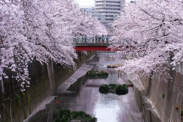 Cherry blossom trees along the river 
川沿いの桜並木