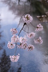 Cherry blossom trees along the river 
川沿いの桜並木