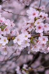 Cherry blossom trees along the river 
川沿いの桜並木