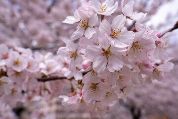 Cherry blossom trees along the river 
川沿いの桜並木