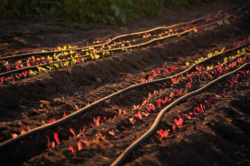 Plant nursery, rows of small seedlings growing in furrows in soil, water hoses laid along the ground. 