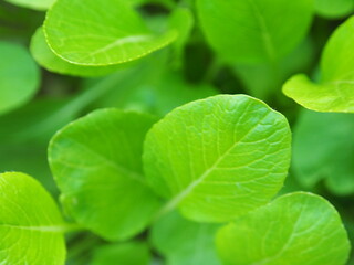 Fototapeta na wymiar green fresh leaf background 01