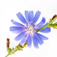 Chicory flower with leaf isolated on white background. Macro
