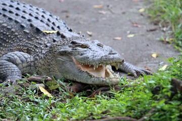 alligator in the everglades
