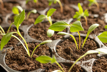 Seedlings of flowers in plastic pots. Home leisure growing seedlings of flowers at home in spring. Gardening. Selective focus
